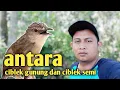 Lagu Antara ciblek semi dan ciblek gunung || lengkap dengan cara memilih cigun jantan