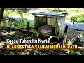 Download Lagu Lagi Viral Ular Bertapa Menjadi Batu Di Pinggir Jalan Raya Pegunungan Jawa Timur