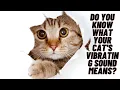 What Your Cat s Vibrating Sound Means