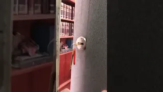                     دندنها