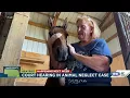 UPDATE Court hearing in Animal Neglect Case