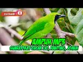 Download Lagu SUARA PIKAT AMPUH KHUSUS CACAK IJO,  CUCAK RANTING, DAN JOMIN