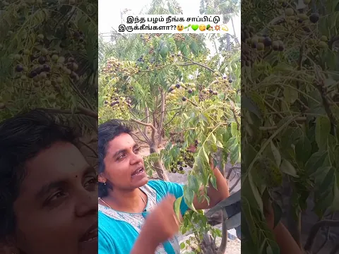 💥💫இந்த மரத்துல கூட பழம் பழுக்கும் தெரியுமாங்க💚🌱🏡😃|curry leaves fruit 😋 | #shorts #shortvideo #reel