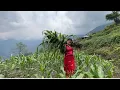 Download Lagu Makai barima| ajako kam makai ukhelera patalo garne ! Barpak gauko makai kheti