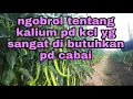 Lagu Ngobrol tentang pemberian asupan kalium yg ada pd kcl untuk tnmn cabai