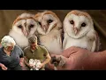 Barn Owl Chicks Develop Extraordinary Bond Gylfie Dryer Robert E Fuller