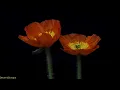 Iceland Poppy blooming Time lapse