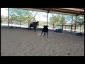 Van - Platinum Equine Auction