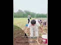 Download Lagu Ibu mertua membawa Angelina ke ladang untuk menanam ubi jalar