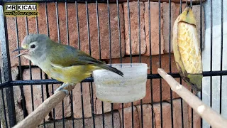 opior jawa gacor variasi