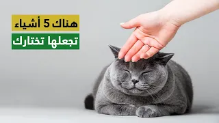 كيف تختار القطط الشخص المفضل 