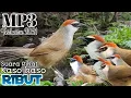 Download Lagu Suara Pikat Burung Kaso kaso Ribut. Sangat Terbukti