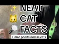 Neat Cat Facts Flame Point Siamese Cats