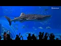Okinawa Churaumi Aquarium, Okinawa | Japan Travel Guide