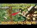 Lagu BISA BERBUAH KAPAN SAJA KITA MAU !! Cara agar pohon durian cepat berbuah