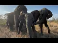 Download Lagu Sebakwe Chases After Young Elephant, Timisa to Mount Her 😱