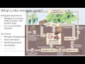 17 1 3 What is the nitrogen cycle