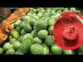 Watermelon seed production techniques methods and process Part II