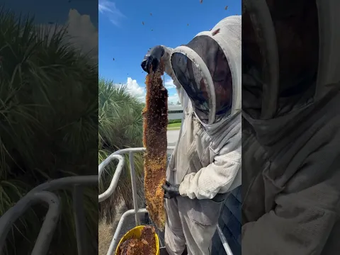 Part 2 of the hard to reach beehive