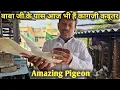 Download Lagu बाबा जी के पास आज भी हैं कागज़ी कबूतर|Amazing Kagzi Kabootar|Jaipur Tonk Pigeons