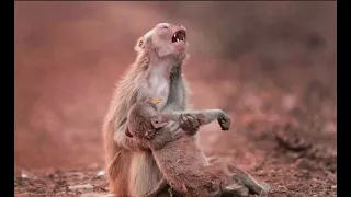 راح ورحل حالات واتس اب حزينه ستوريات انستا حيوانات تبكي تصميمي 