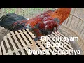Lagu Ciri ciri ayam yang bagus banyak variasinya...(@ KandangbintangBaru)