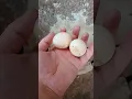 Download Lagu #chicken #adorablechicks #babyanimals #cuteanimals #birds #babybirds #farmanimalct #babychicks #ayam