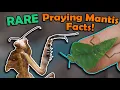 Download Lagu Unboxing RARE Praying Mantises!