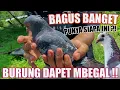Download Lagu SPILL BURUNG MERPATI GELAPAN BOLEH DI TEBUS ATAU DI BELI