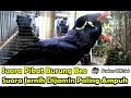 Download Lagu SUARA PIKAT BURUNG BEO AUDIO JERNIH DIJAMIN PALING AMPUH DAN ANTI ZONK