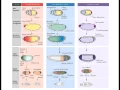 Download Lagu Lecture 5 Drosophila