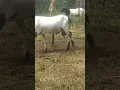 Download Lagu Domba garut si gobang lagi jemurr