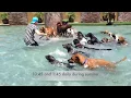 SHORT VERSION of our lobby Big dog boarding daycare at the splash park at Always Unleashed