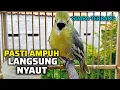 Download Lagu SIRTU BETINA GACOR SUARA TERBARU PALING AMPUH UNTUK PANCINGAN SIRTU JANTAN AGAR BUNYI