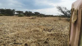 روحت مع مهب الريح        مقناص ١٤٤٣ه  دندنها