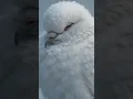 Download Lagu #WhitePigeon#SnowStory#WinterEmotions#ChildAndBird#HeartTouchingMoment#PigeonInSnow#WarmthInCold