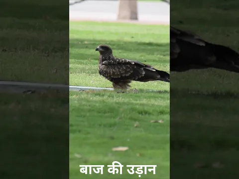 बाज की उड़ान ।। baaj udan . #baaj #baj #panchi #eagal #dayalbhai