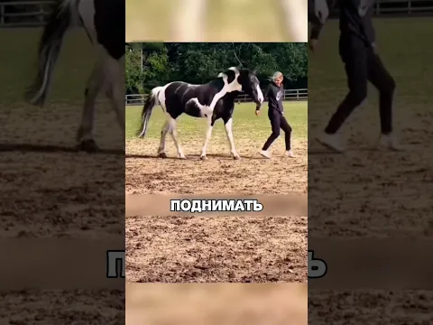 Лошадь ШОКИРОВАЛА всех своим интеллектом 🤯🔥🐴