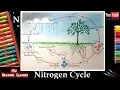 How to draw Nitrogen Cycle Diagram I Easy Way To Draw Biogeochemical Nitrogen Cycle Step by Step