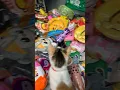 Download Lagu 🍀Papieren squishy-collectie😍 #doe-het-zelf #papierkunst #papier #knutselen #papier #squishy #pape...