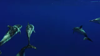 2017 – Dolphin’s eye view, GoPro – HR54 Cloudy Bay – June 2017