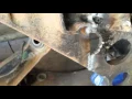 Harbor Freight Inverter Tig Welder Torch Quality