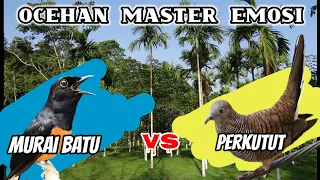 suara murai batu medan vs perkutut lokal gacor adu ocehan sesama juara 1 antar kota 