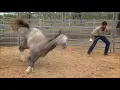 Taming a wild horse