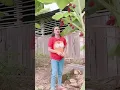 Download Lagu POHON PISANG BERBUAH RAMBUTAN #ngeshortduluyuk