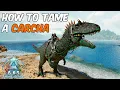 How To Tame a Carcharodontosaurus in ARK Survival Ascended Full Ability Guide