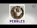 Rhode Island Pet Network Making a Difference for Pets People
