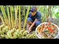 Download Lagu Garang asem Ekor sapi Wresah muda, Cantir singkong [Masakan tradisional Pedesaan]