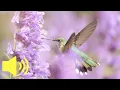 Download Lagu Seperti apa suara burung kolibri?