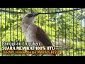 Download Lagu Trucuk BETINA memanggil Jantan Suara Birahi Ngecuplik 100% pancingan trucukan gacor agar BUNYI EMOSI